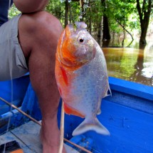 Hooked red piranha